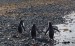 Metallica se fotila i s tučňáky